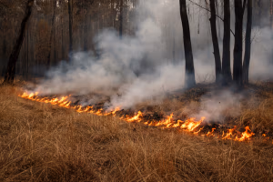 Fire-stick farming or cultural burning